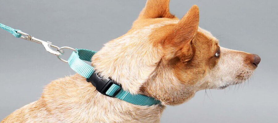 Choosing the Right Dog Training Collar: A Guide for Pet Owners